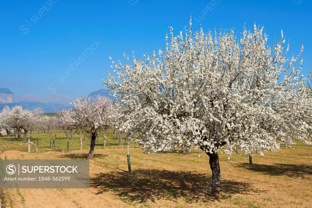 Almond orchard in Majorca, Balearic Islands, Spain, Europe