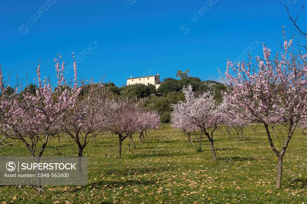 Flowering almond tree plantation in Alaro, Tramuntana on Majorca, Balearic Islands, Spain, Europe
