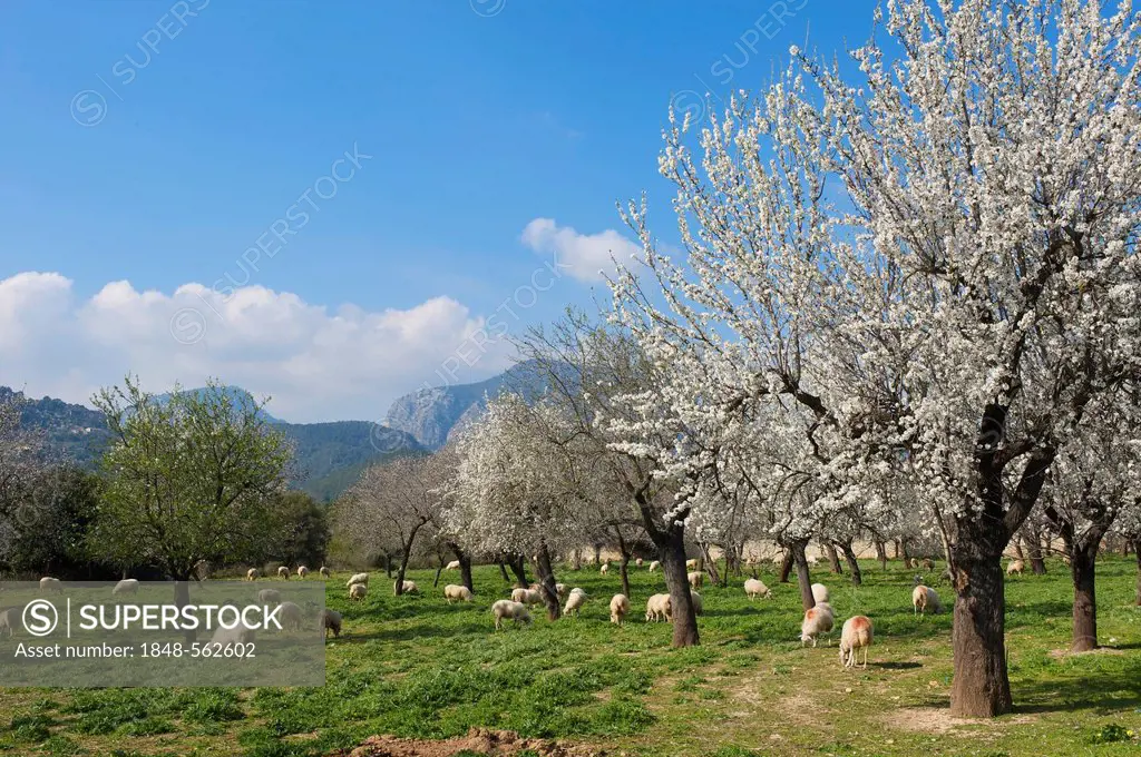 Almond tree plantation, Serra de Tramuntana, Majorca, Balearic Islands, Spain, Europe