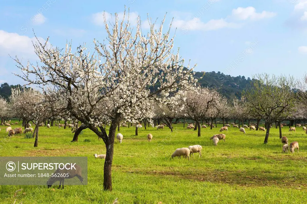 Almond tree plantation, Serra de Tramuntana, Majorca, Balearic Islands, Spain, Europe
