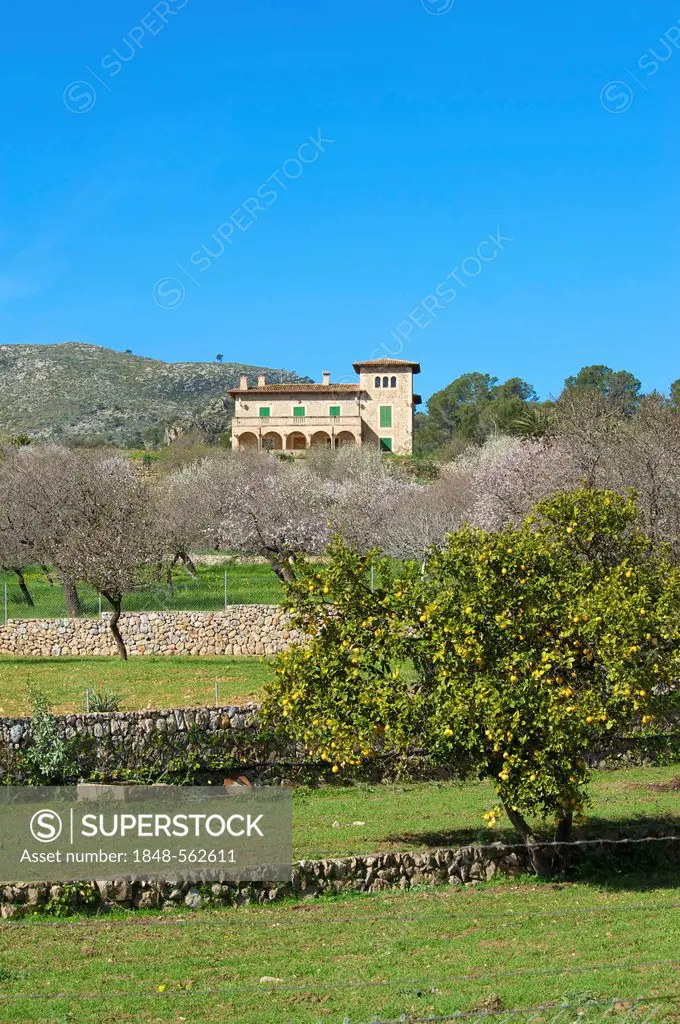 Blossoming almond tree plantation near Andratx, Majorca, Balearic Islands, Spain, Europe