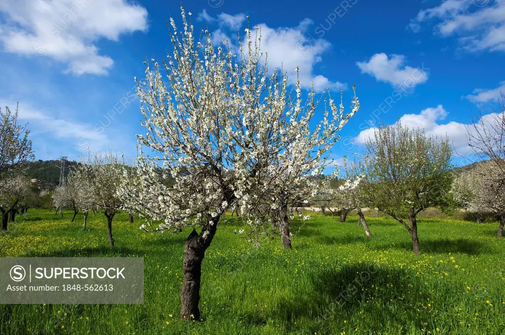 Blossoming almond tree, Majorca, Balearic Islands, Spain, Europe