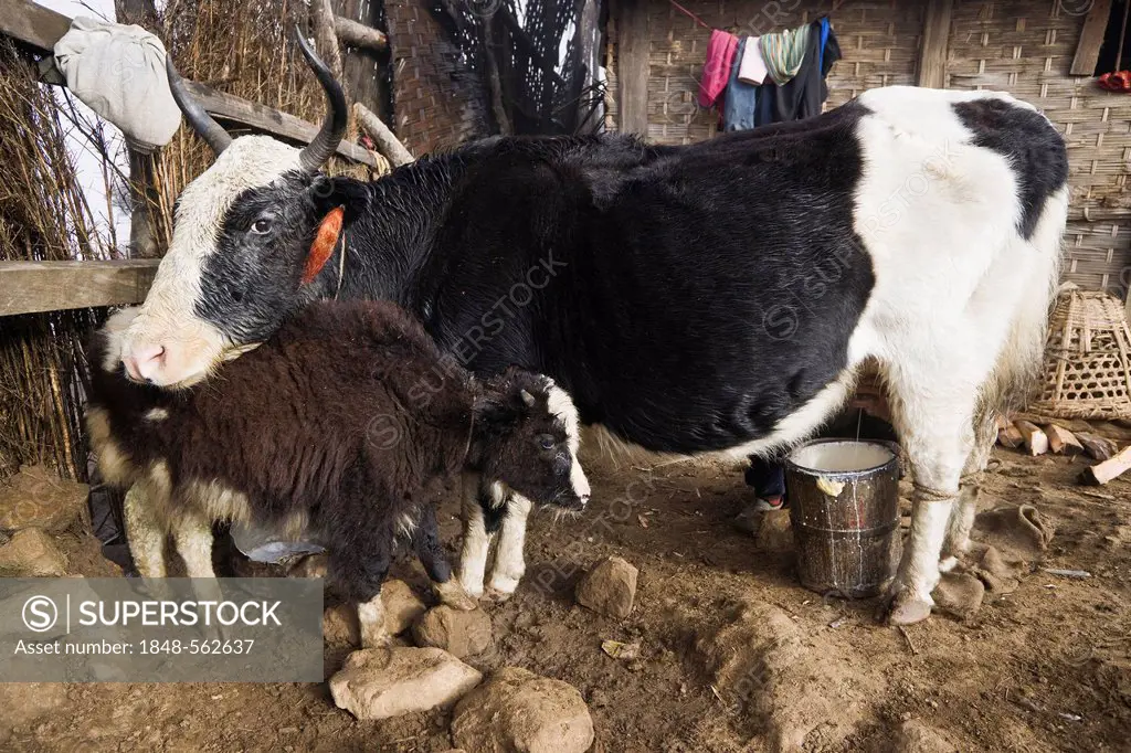 Yak cow and calf during milking, Sandakphu, Singalila Ridge, West Bengal, India, Asia