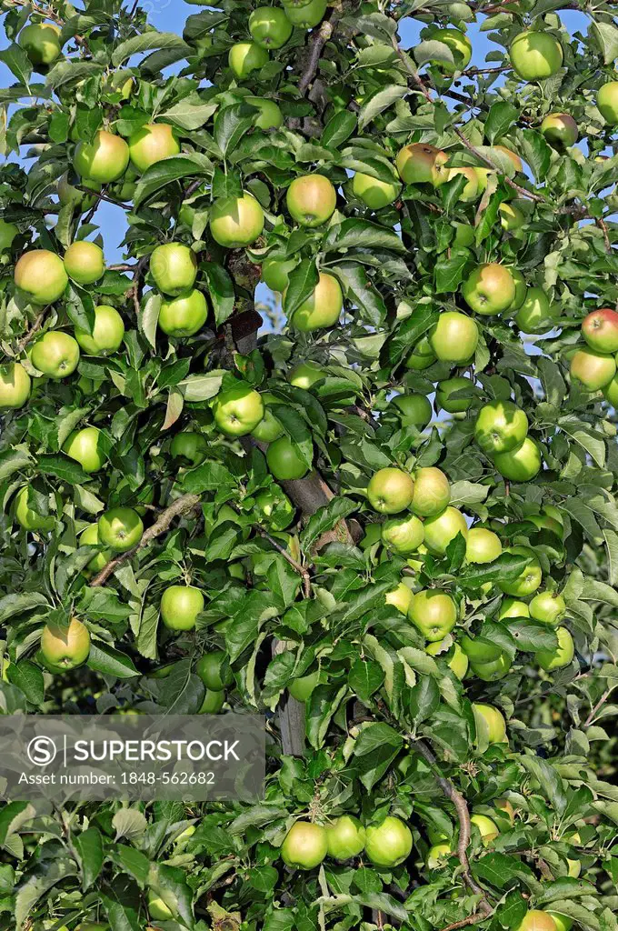 Apples (Malus domestica) on a tree, Altes Land, Lower Saxony, Germany, Europe