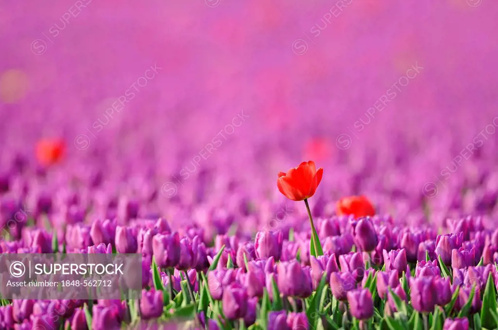 Field of Tulips (Tulipa sp.), near Lisse, South Holland, Holland, Netherlands, Europe