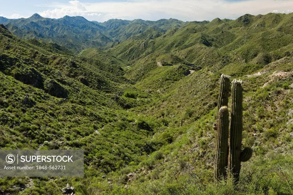 Green valley with cacti, Sierras de Chavez, San Juan, Argentina, South America