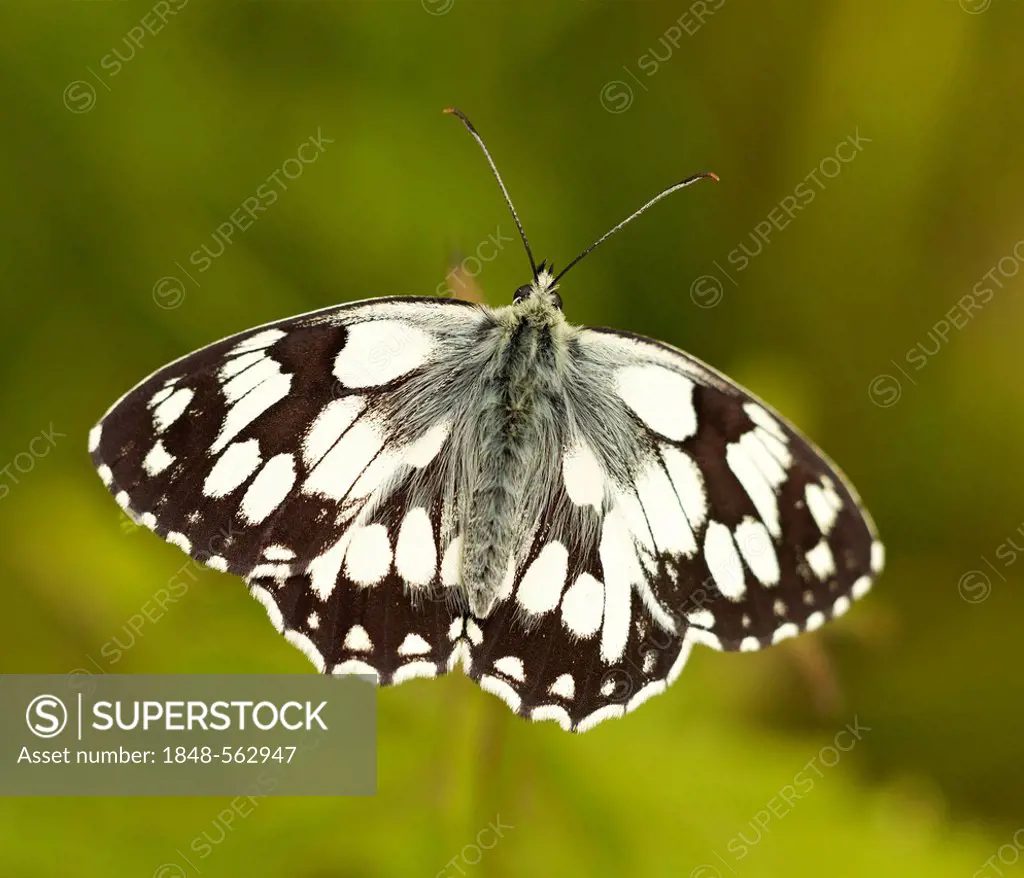 Marbled White butterfly (Melanargia galathea), Augsburg, Bavaria, Germany, Europe