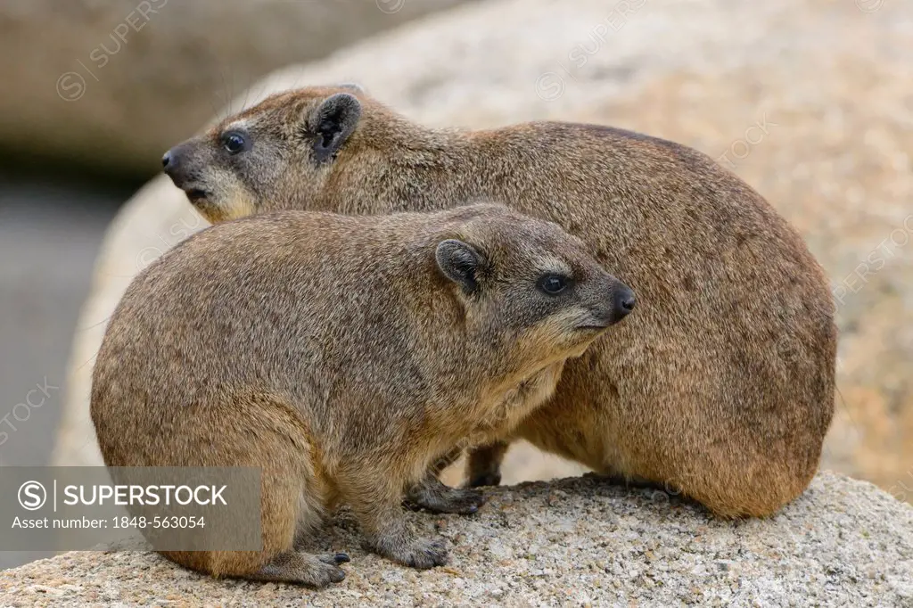 Rock Hyrax or Cape Hyrax (Procavia capensis), Stuttgart, Baden-Wuerttemberg, Germany, Europe