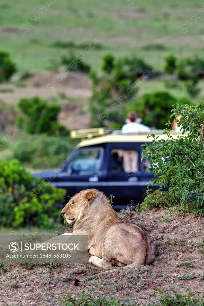 Lion (Panthera leo) resting in front of a safari vehicle, Masai Mara National Reserve, Kenya, East Africa, Africa, PublicGround