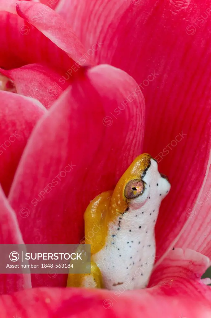 Madagascar Reed Frog (Heterixalus madagascariensis), frog changes colour by day and night, between petals, Madagascar, Africa