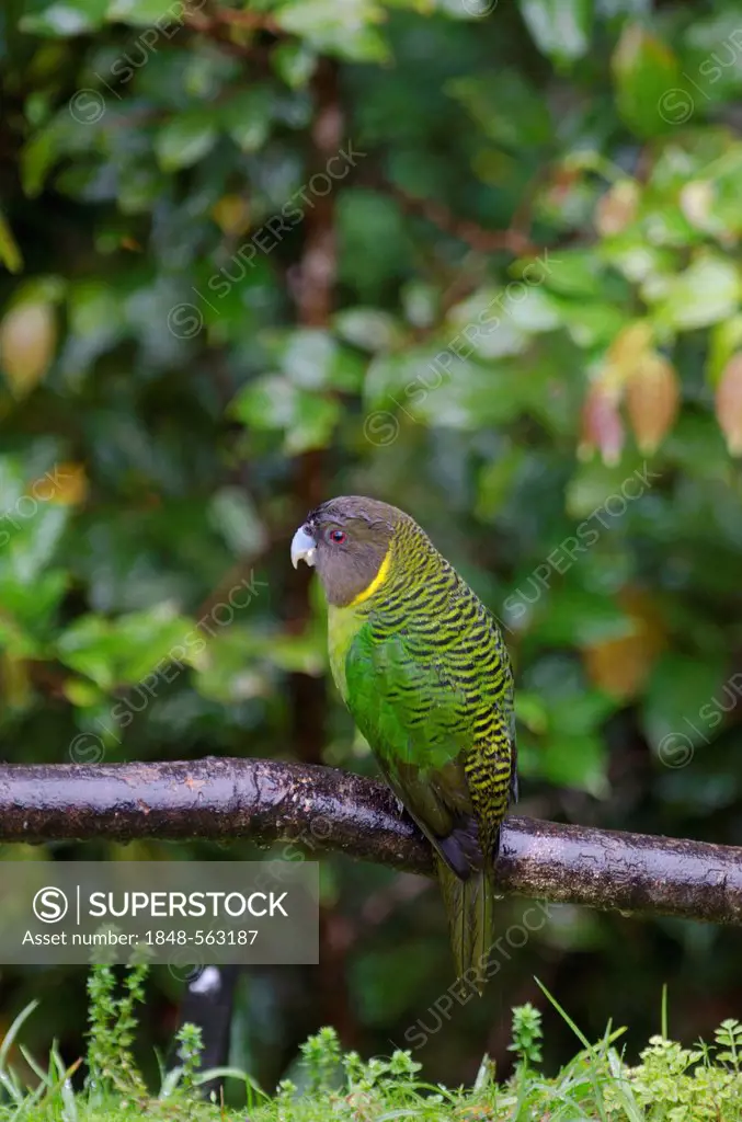 Brehm's Tiger Parrot (Psittacella brehmii), Kumul, Western Highlands, Papua New Guinea, Oceania