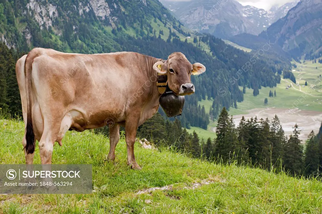 Swiss Braunvieh cattle (Bos taurus primigenius), on Soll alp, mountain pasture with views towards Saemtisersee Lake, Appenzell Ausserrhoden or Outer R...