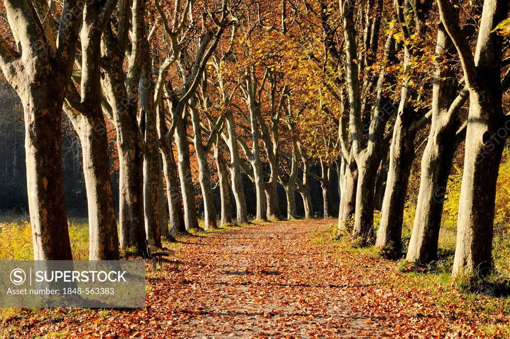 Tree-lined road, plane trees (Platanus) in autumn, district of Konstanz, or Constance, Baden-Wuerttemberg, Germany, Europe