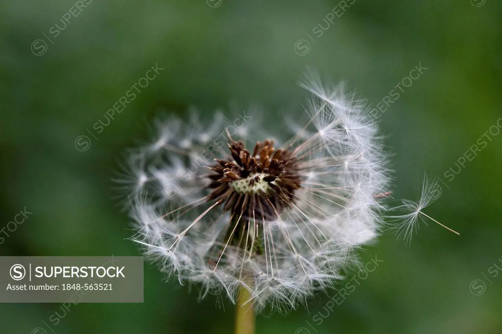A seed is flying from a dandelion clock, dandelion (Taraxacum)