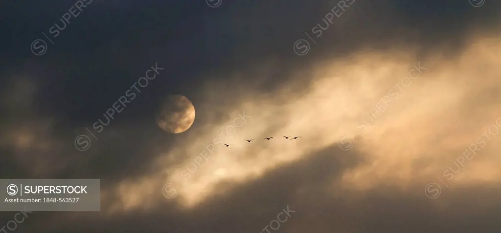 Greylag geese (Anser anser) in flight, cloudy sky with the moon, near Potsdam, Brandenburg, Germany, Europe