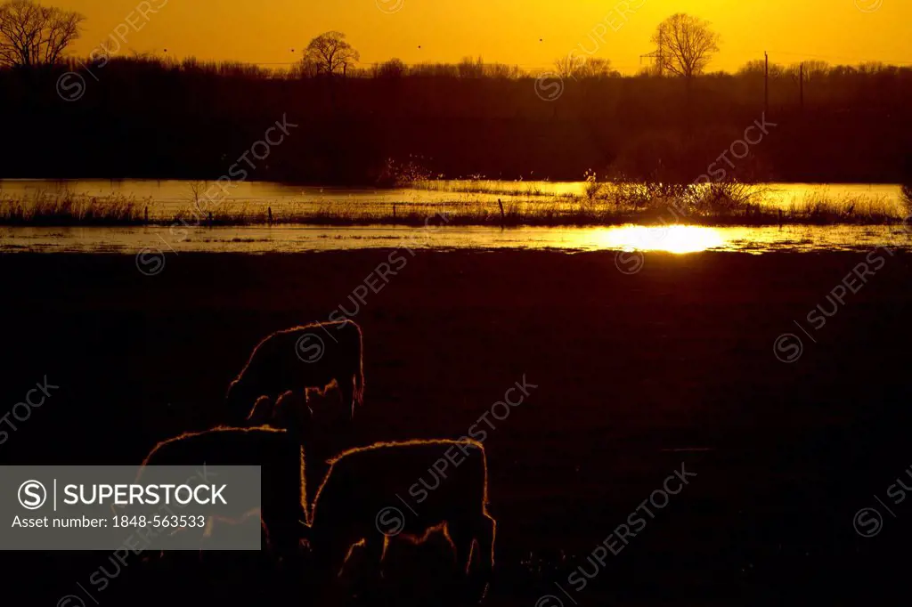 Galloway cattle on a pasture in the Doeberitzer Heide nature reserve, Proirt, Brandenburg, Germany, Europe