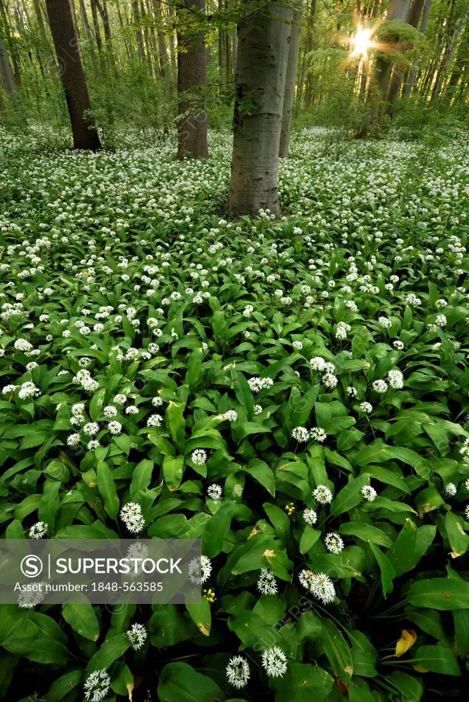 Ramsons or wild garlic (Allium ursinum), lowland forest of Leipzig, Saxony, Switzerland, Europe