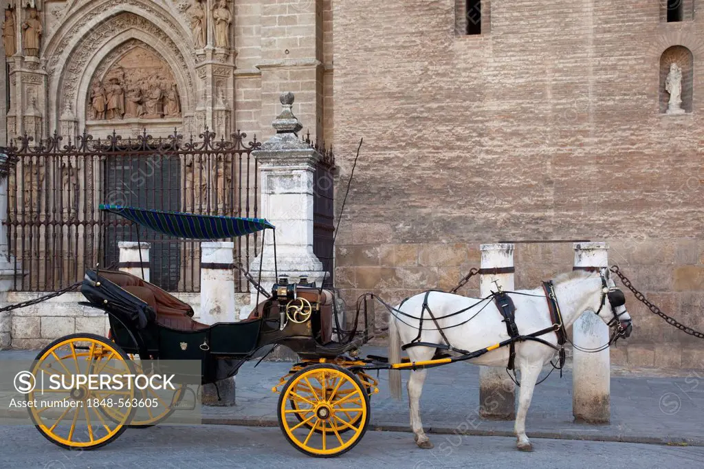 Horse and carrriage outside Seville Cathedral, Seville, Andalusia, Spain, Europe