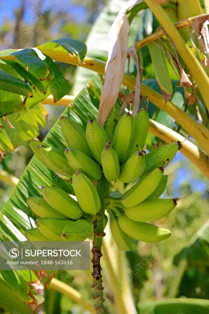 Banana (Musa x paradisiaca), banana tree, Roatan, Honduras, Caribbean, Central America, Latin America