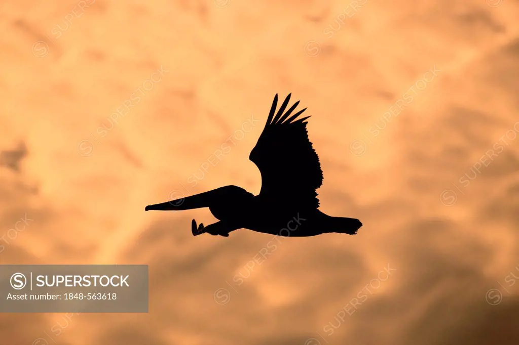 Brown Pelican (Pelecanus occidentalis), adult in flight at sunset, Florida, USA