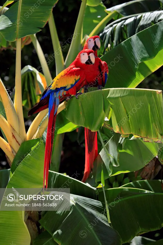 Scarlet Macaw (Ara macao), adult pair on a banana tree, Roatan, Honduras, Caribbean, Central America, Latin America