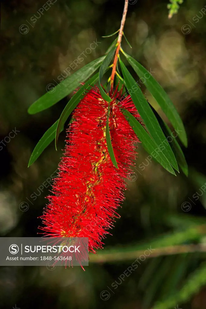 Crimson Bottlebrush (Callistemon citrinus), flowering