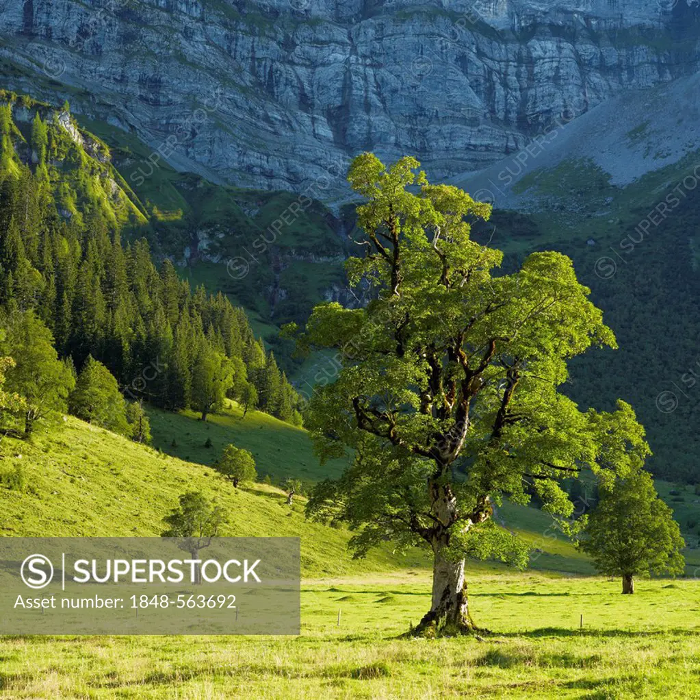 Maple trees (Acer), Ahornboden, mountain pasture with old maple trees, near Hinterriss, Risstal, Austria, Europe
