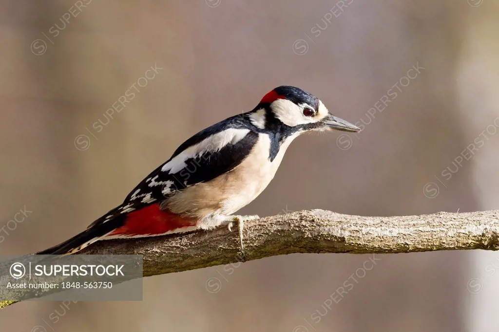 Great spotted woodpecker (Dendrocopos major), perched, Bad Sooden-Allendorf, Hesse, Germany, Europe