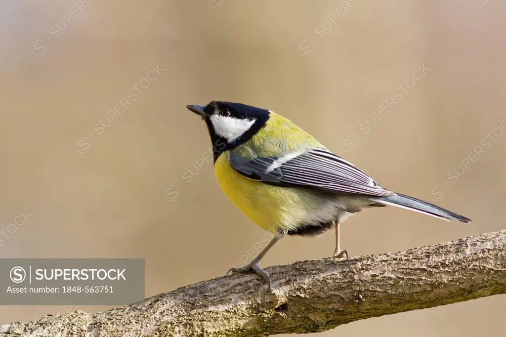 Great tit (Parus major), perched, Bad Sooden-Allendorf, Hesse, Germany, Europe