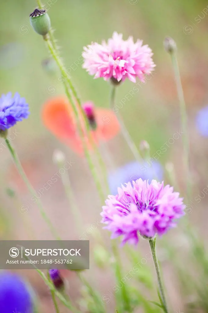 Flower meadow with Carnations (Dianthus) and Poppy (Papaver rhoeas)