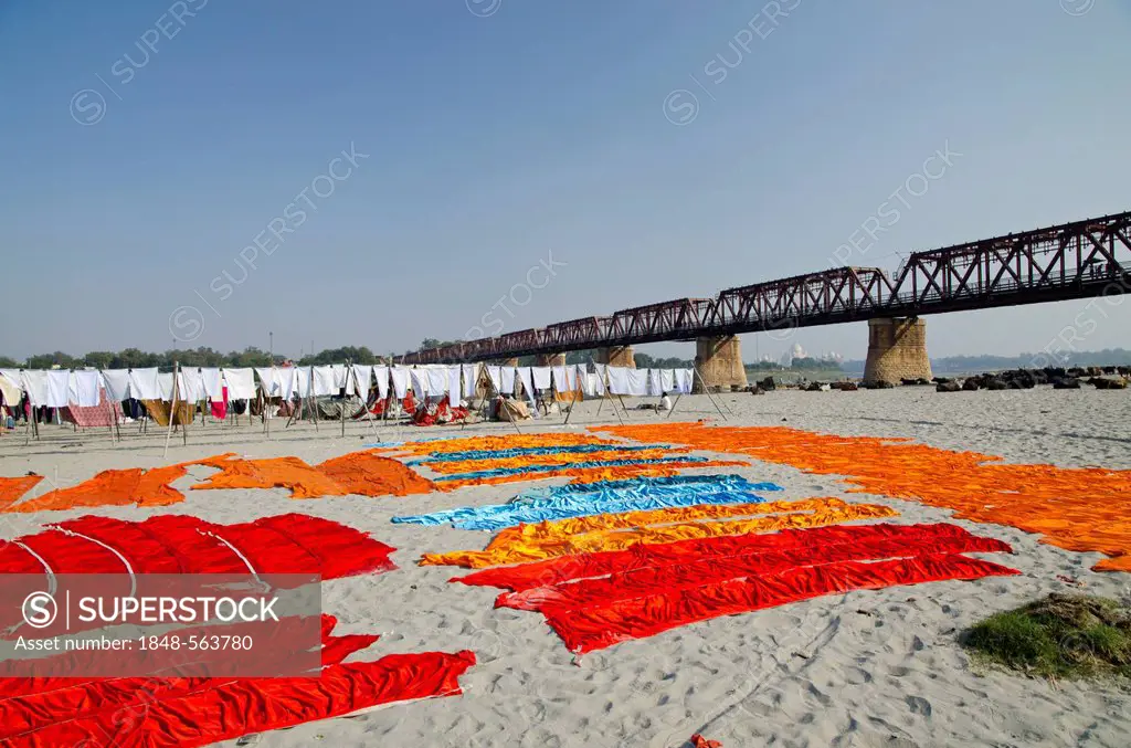 Laundry done by the Dhobis or laundry workers, on the banks of river Yamuna, Agra, Uttar Pradesh, India, Asia