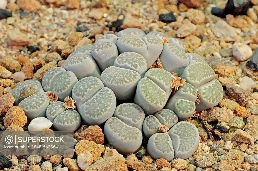 Living Stones (Lithops pseudotruncatella), native to Botswana, Namibia and South Africa