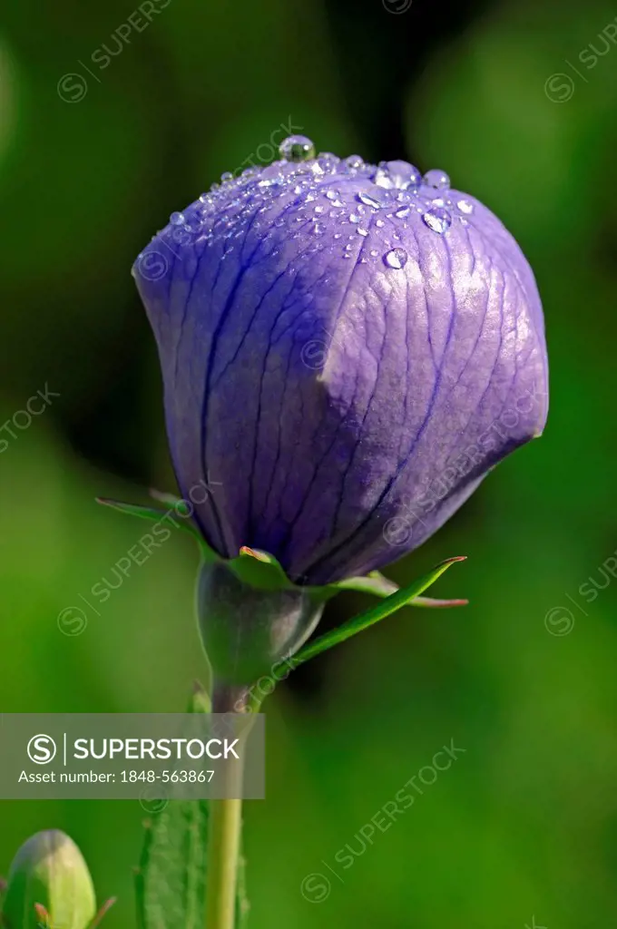 Chinese bellflower, Japanese bellflower, or Common balloon flower, or balloon flower (Platycodon grandiflorus, Campanula glauca, Campanula grandiflora...