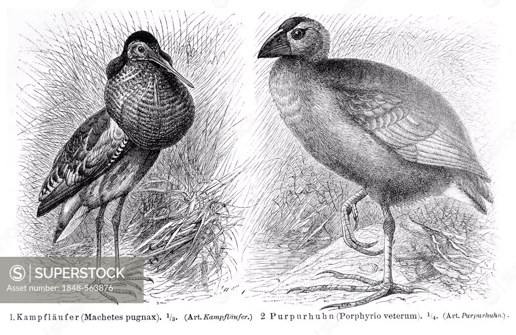 Ruff (Machetes pugnax), purple gllinule (Porphyrio veterum), illustration from Meyers Konversationslexikon encyclopedia, 1897