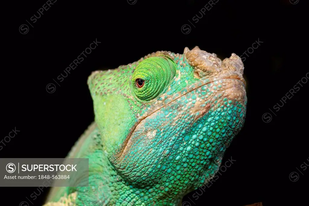 Parson's Chameleon (Calumma parsonii), female, portrait, Madagascar, Africa