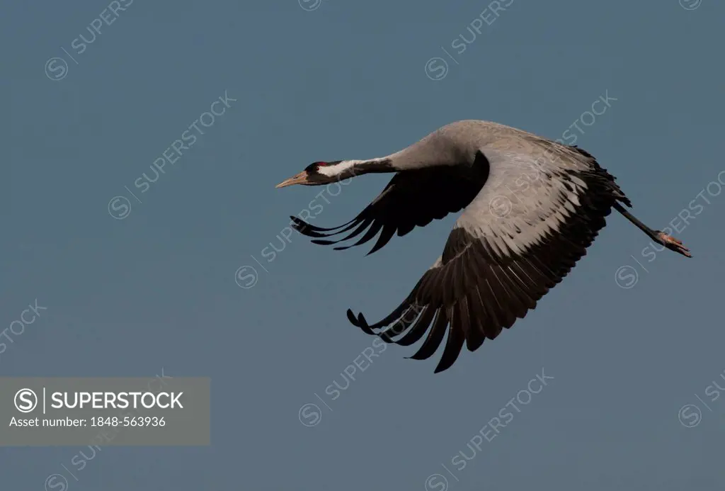 Crane (Grus grus) in flight, Lac du Der, France, Europe