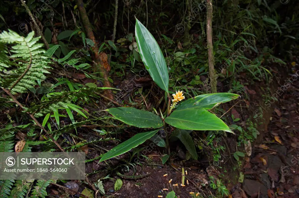 Wild Ginger growing in forest at Tari, Southern Highlands, Papua New Guinea, Oceania
