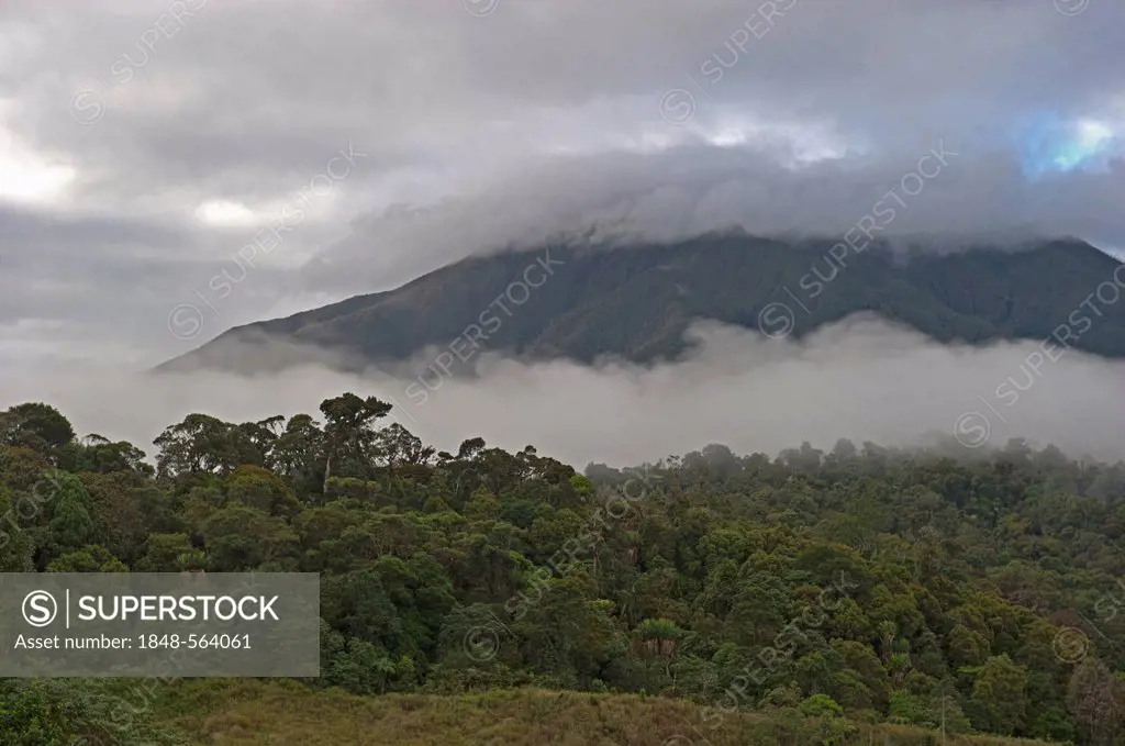 Montane forest and grassland at Tari Gap, 9000 ft, Southern Highlands, Papua New Guinea, Oceania