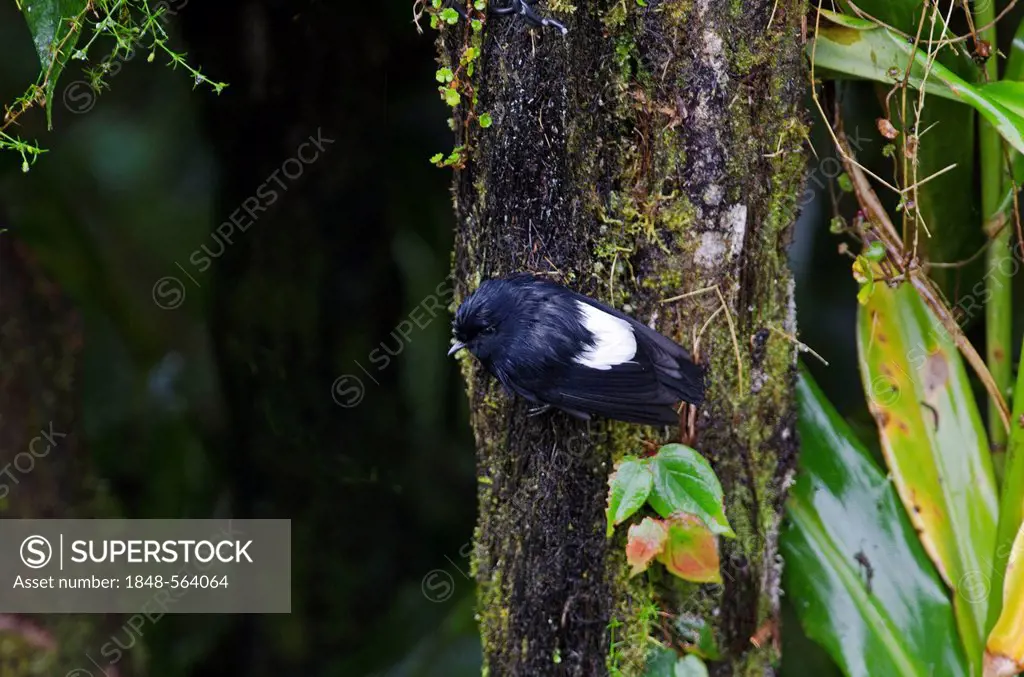 White-winged Robin (Peneothello sigillatus hagenensis), male, near Mt Hagen, Western Highlands, Papua New Guinea, Oceania