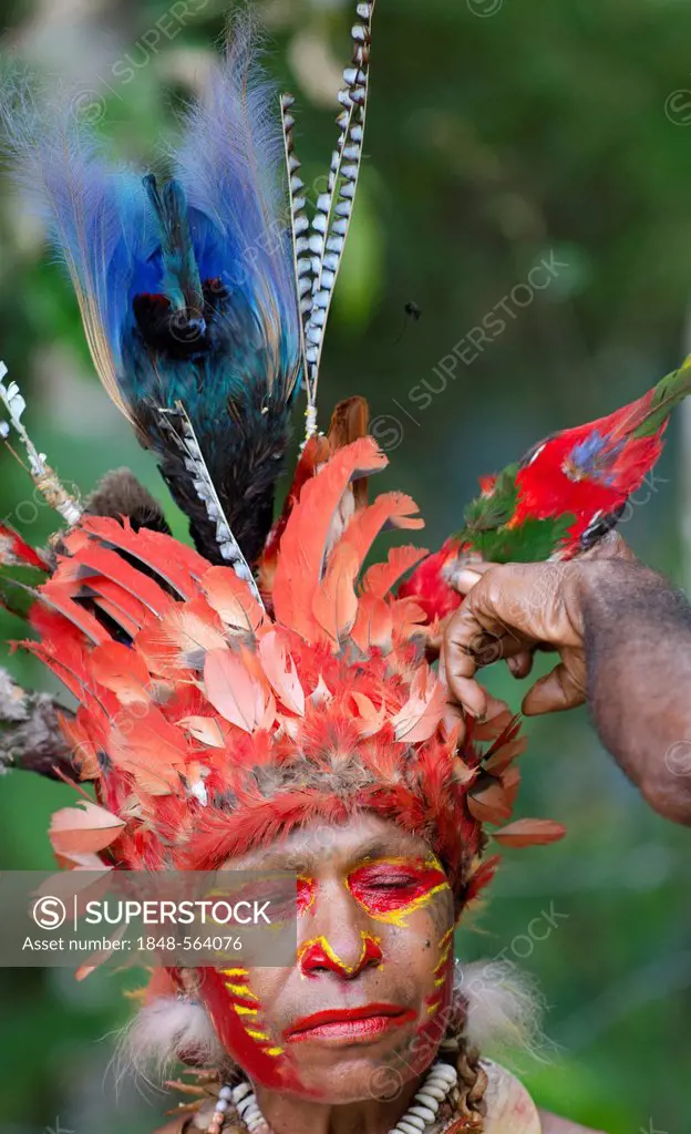 Jika tribal dancer having her headdress prepared, centrepiece is a whole skin of a Blue Bird of Paradise, Paiya Sing-sing Western Highlands, Papua New...