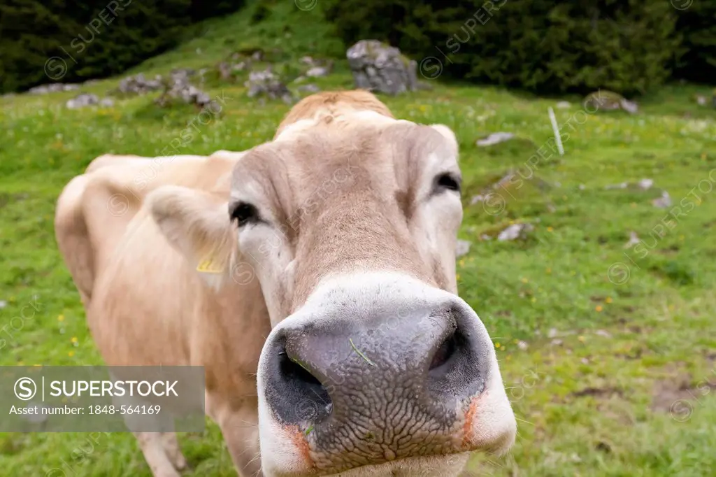 Swiss Braunvieh cattle (Bos taurus primigenius), on pasture, Appenzell Ausserrhoden or Outer Rhodes, Switzerland, Europe
