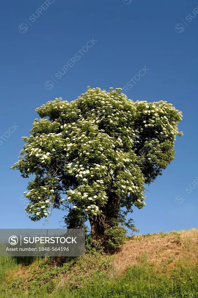 Flowering elder, Black or European elderberry (Sambucus nigra), Ettenheim, Baden-Wuerttemberg, Germany, Europe