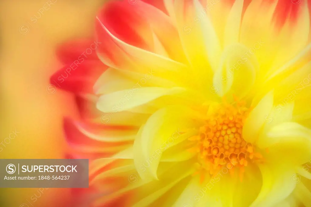 Detailed view of a dahlia blossom (Dahlia), red, yellow, multiple exposure