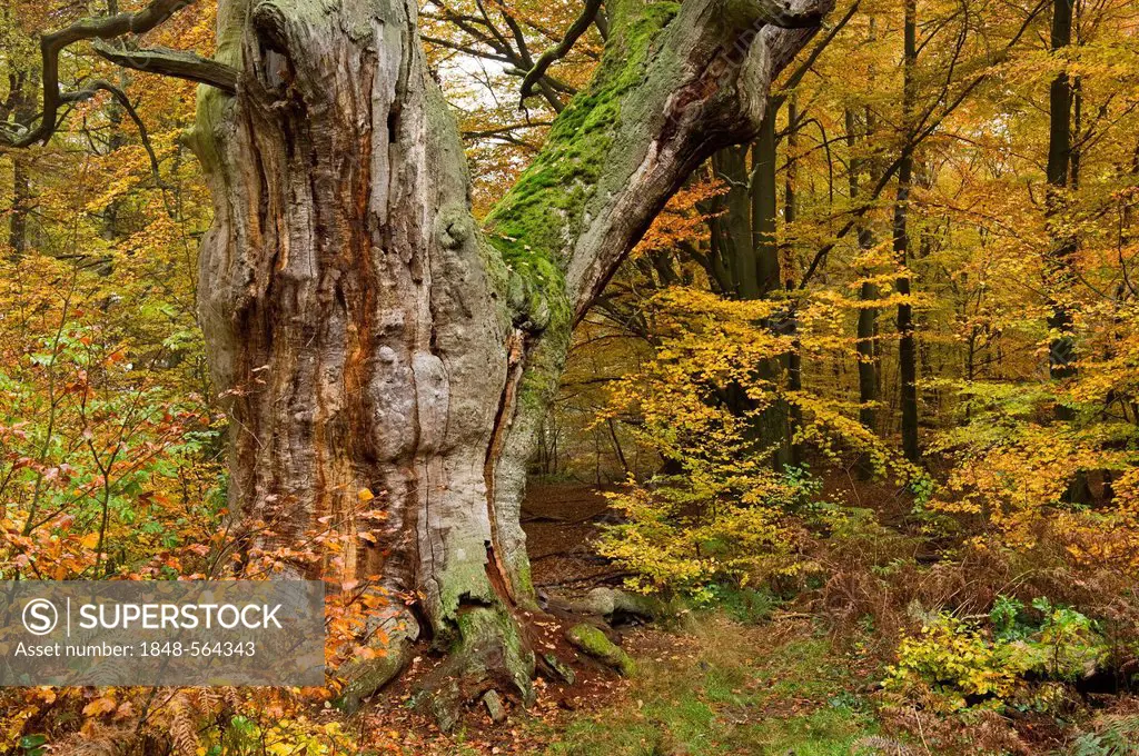 Oak (Quercus), 'Wappeneiche' oak, autumn, Urwald Sababurg primeval forest, Reinhardswald, Hofgeismar, North Hesse, Germany, Europe