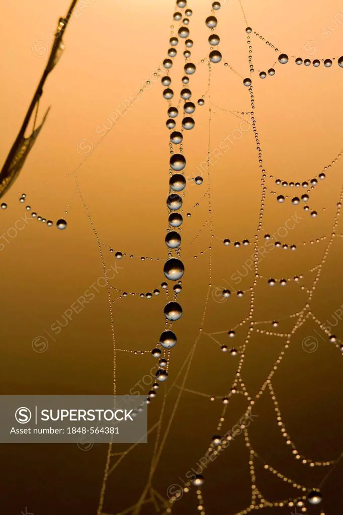 Dewdrops hanging on a fine thread of a spider's web in the warm morning light