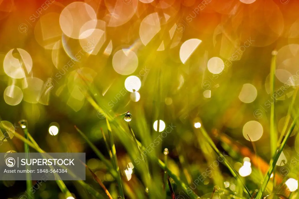 Dewdrops on grass
