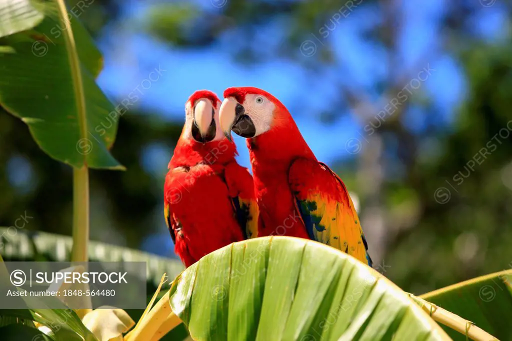 Scarlet Macaw (Ara macao), adult pair on a banana tree, Roatan, Honduras, Caribbean, Central America, Latin America