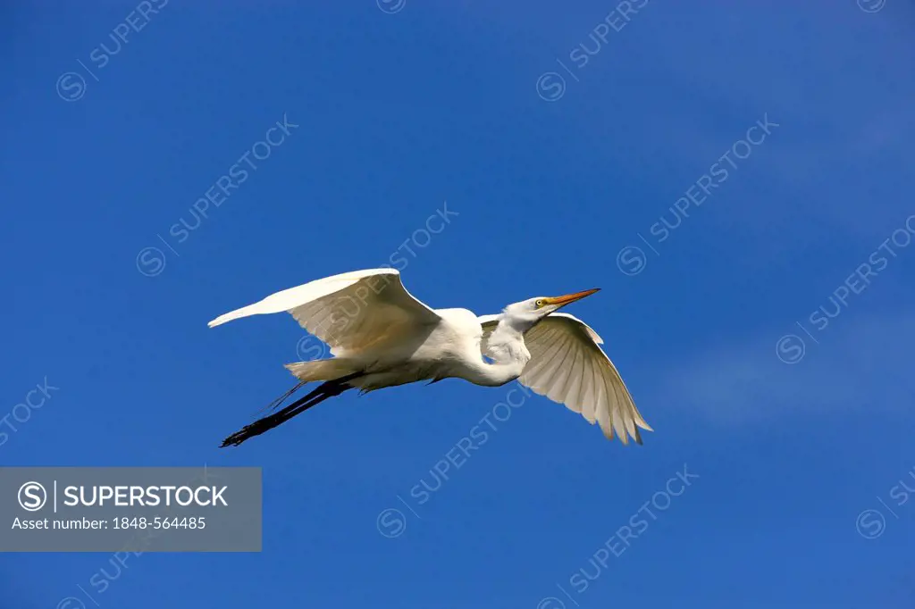 Great Egret (Egretta alba), adult, in flight against blue sky, Florida, USA