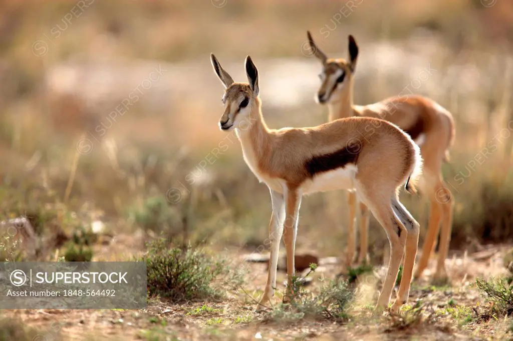 Springbok (Antidorcas marsupialis), two juveniles, Mountain Zebra National Park, South Africa, Africa