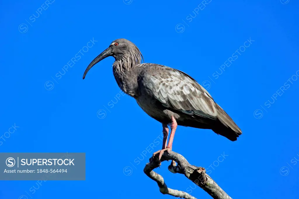 Plumbeous Ibis (Theristicus caerulescens), adult perched on a tree, Pantanal, Brazil, South America